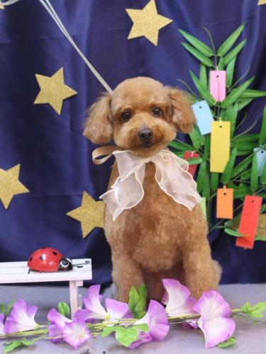 20230709チョコちゃん